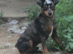 arlequin_pinscher_20211206_1389635476